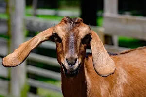 Koze razlikuju ljudske ekspresije i preferiraju smiješak