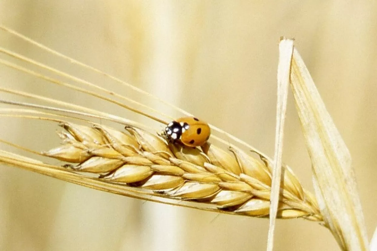 Kukci gladniji zbog globalnog zatopljenja - dva Celzija više znači 213 milijuna tona žitarica manje