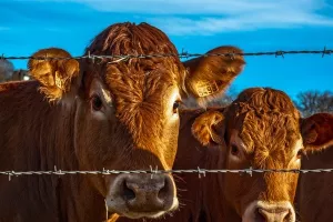 EU želi povećati američku kvotu za uvoz govedine