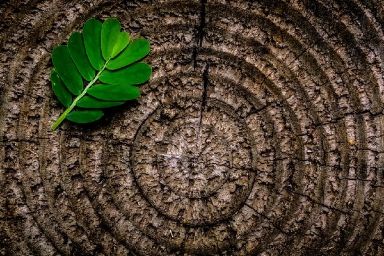 Tvrtka Pervanovo preuzima Furnir Otok