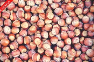 S lješnjacima u Europsku uniju