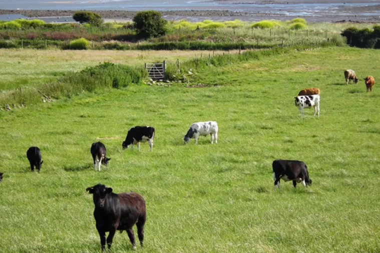 Tolušić: Tko ne posjeduje stoku, više neće moći zakupiti šumsko zemljište