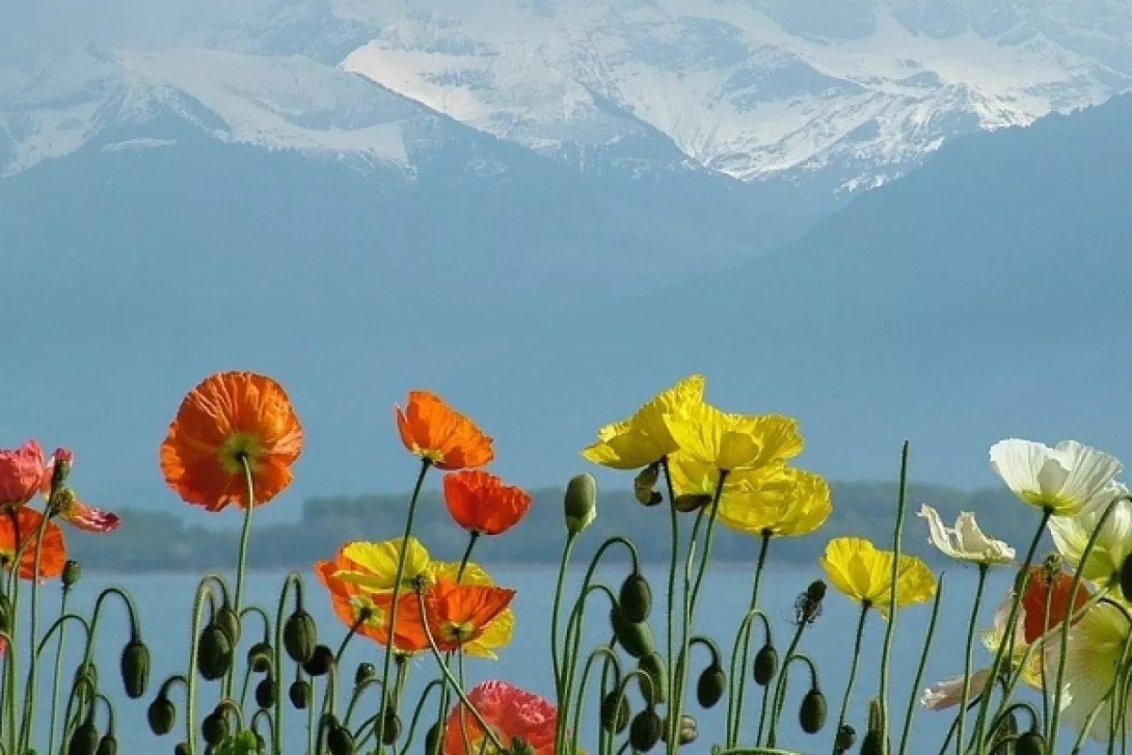 Švicarsko selo pokrenulo crowdfunding kampanju za uvođenje temeljnog dohotka