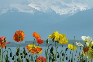 Švicarsko selo pokrenulo crowdfunding kampanju za uvođenje temeljnog dohotka