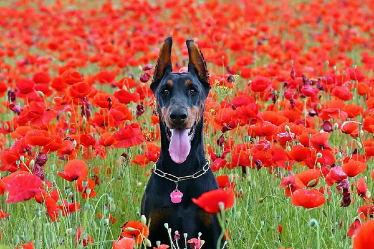 Moschino i H&M lansiraju pret-a-porter kolekciju za pse