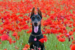 Moschino i H&M lansiraju pret-a-porter kolekciju za pse