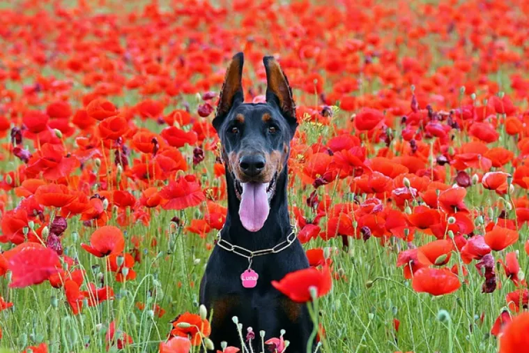 Moschino i H&M lansiraju pret-a-porter kolekciju za pse