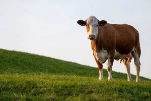Što će biti s jogurtom? Najveći izvoznik mliječnih proizvoda zabilježio prvi godišnji gubitak