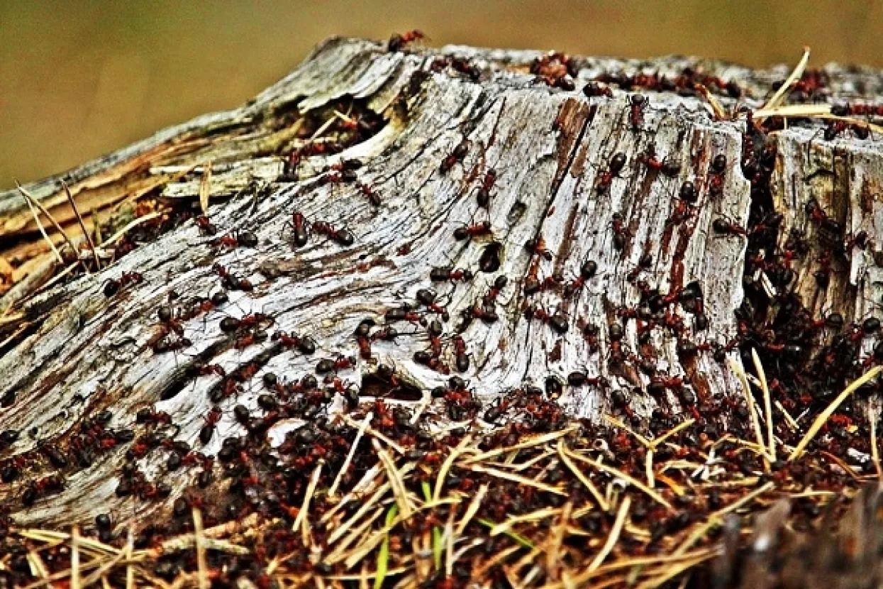 Kol'ko nas ima: Hrvatska lani imala 4.124.531 stanovnika, prosječne mladosti 43 godine