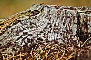 Kol'ko nas ima: Hrvatska lani imala 4.124.531 stanovnika, prosječne mladosti 43 godine