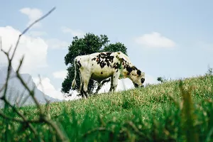 Udruga Baby Beef: Novi ZPP otjerat će ionako devastirani stočarski fond u grob