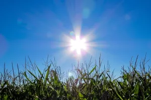 Iznenadio pad cijena kukuruza, sojinog zrna i sojine sačme