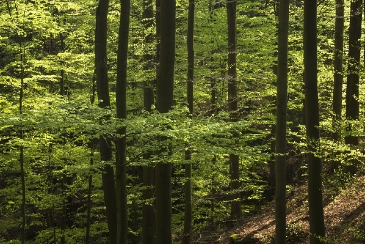 Opožareni Mosor pošumljen s 3 tisuće sadnica u akciji Boranka