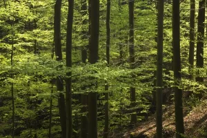 Opožareni Mosor pošumljen s 3 tisuće sadnica u akciji Boranka