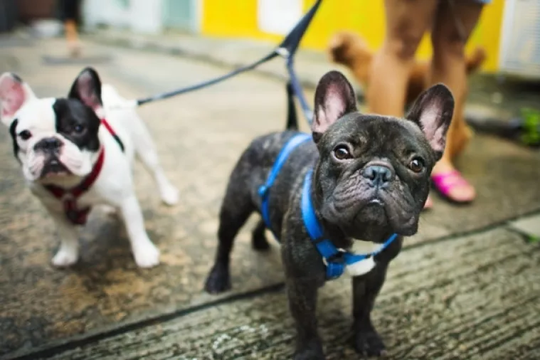 Kućni ljubimci tretirat će se kao djeca u brakorazvodnim parnicama u Kaliforniji