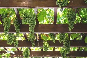 Proizvodnja vina pada, a novi Zakon o vinu ne rješava goruće probleme