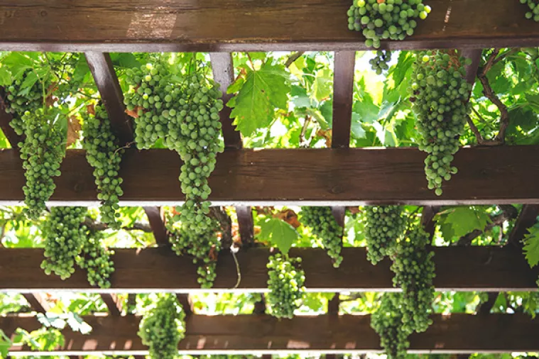 Proizvodnja vina pada, a novi Zakon o vinu ne rješava goruće probleme