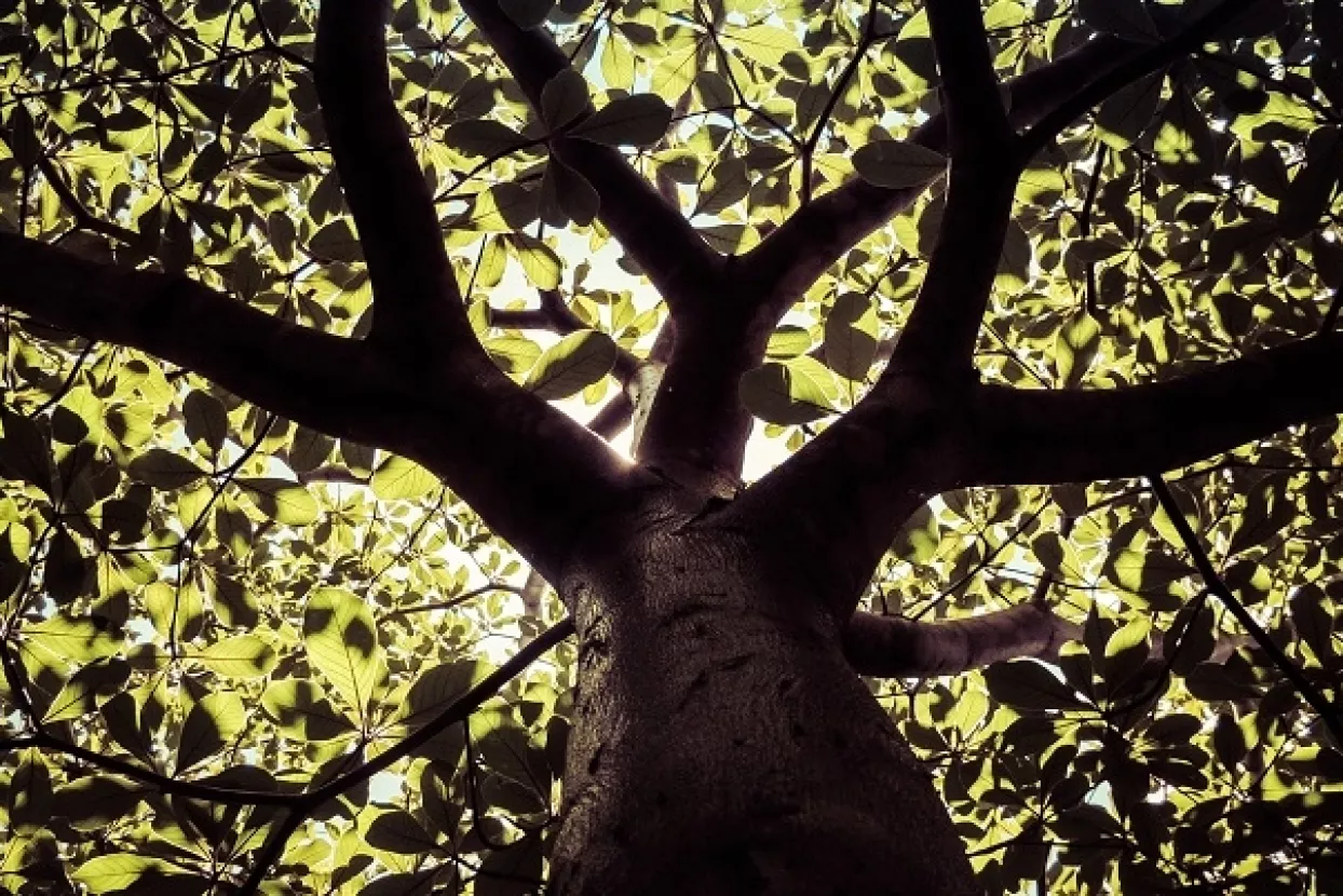 Hrvatske šume: Isporuka trupaca je transparentna, ne izvozimo drvnu građu