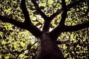 Hrvatske šume: Isporuka trupaca je transparentna, ne izvozimo drvnu građu