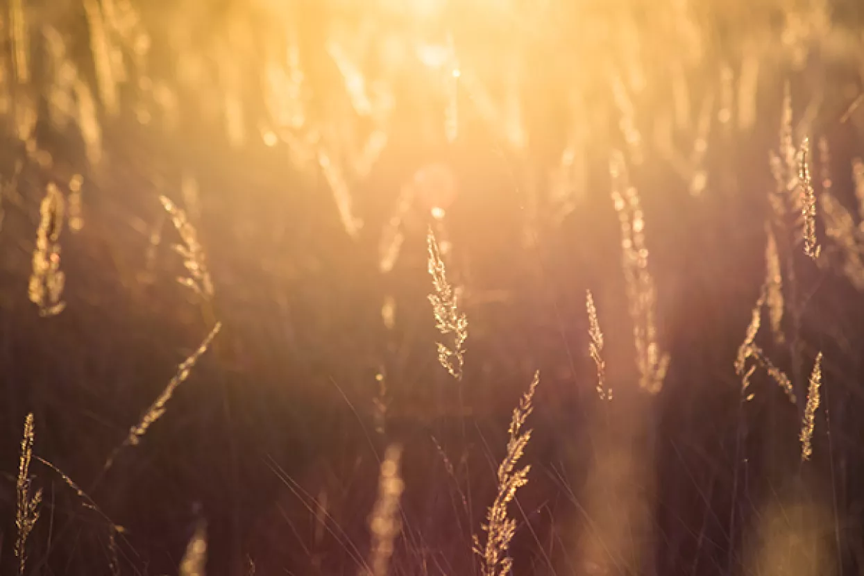 I među žitaricama ima trgovinskog rata