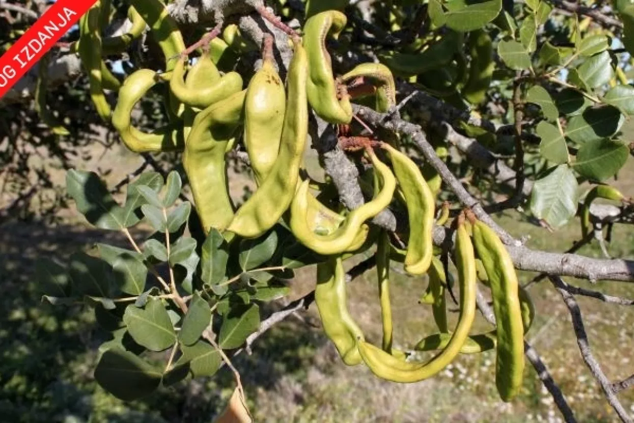 Općina protiv rogača: Investitor nepoželjan u Bibinju jer je s Pašmana?