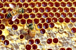 Pčelarima 17,2 milijuna kuna, med uskoro u školama