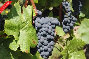 Hrvoje Kačer: Tumačenje zakona: Zašto vinogorje Komarna ne može računati na daljnji razvoj