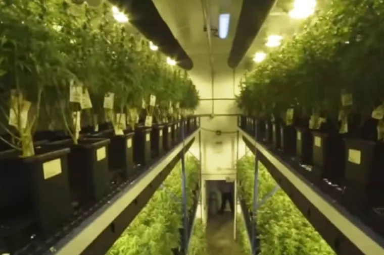 Kanadski poduzetnici spremni za legalizaciju, na kanabisu već zarađuju milijarde