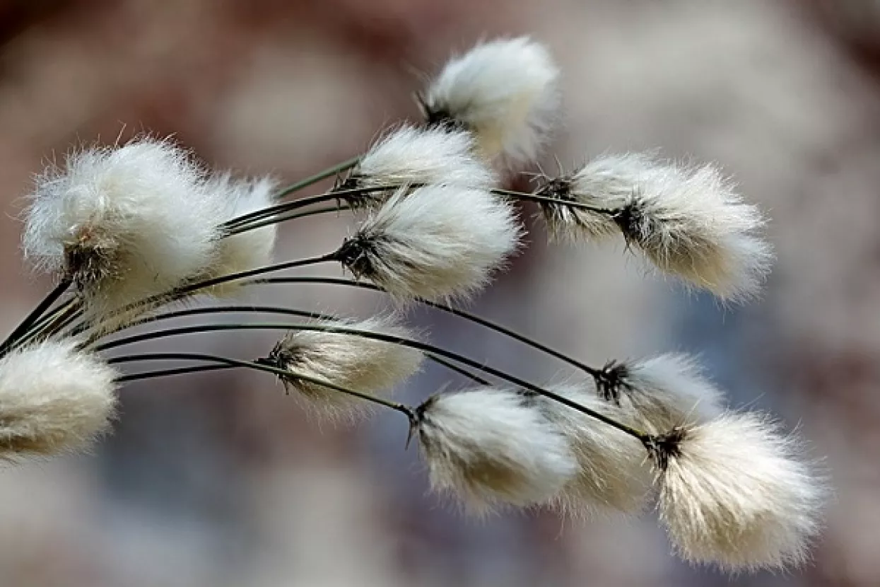 SAD odobrio uzgoj genetski modificiranog pamuka - mogućeg novog izvora hrane