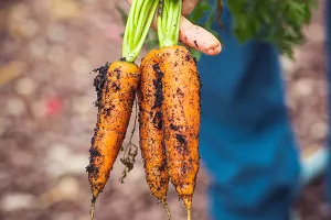 Mrkvom do čvr&scaron;ćeg cementa i niže emisije CO2