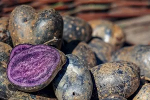 Za&scaron;to saditi obični krumpir od 2 kune kada se plavi prodaje po 30 kuna za kilogram