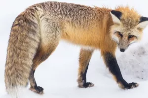 Sabor donio novi Zakon o lovstvu