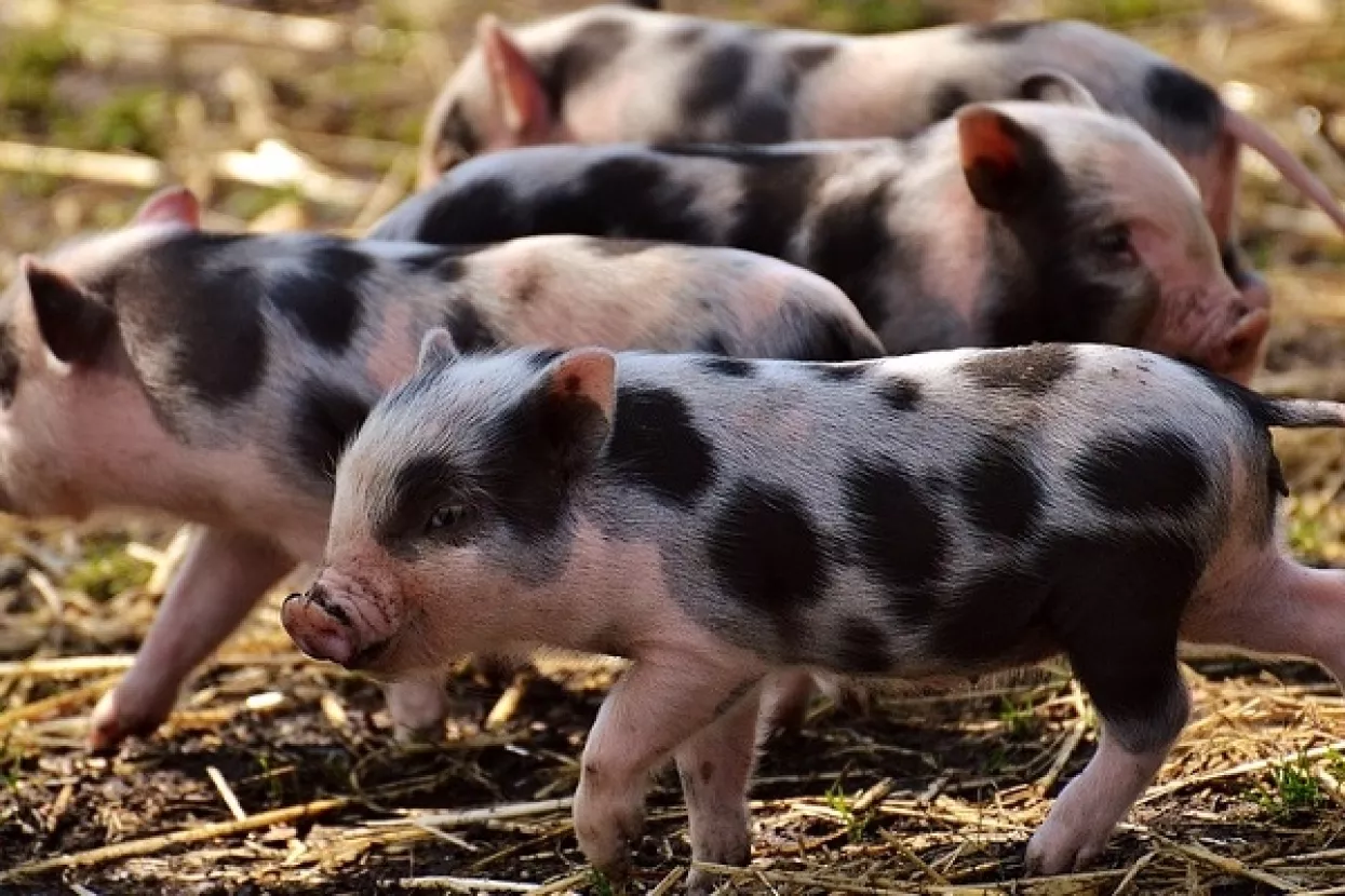 Banijska šara - treća zaštićena pasmina hrvatskih svinja