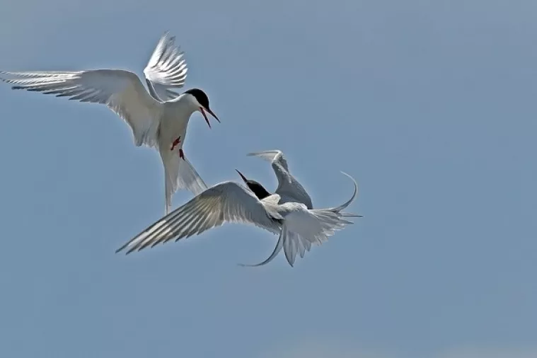 Izrael pozdravlja nove američke sankcije Iranu, EU se protivi