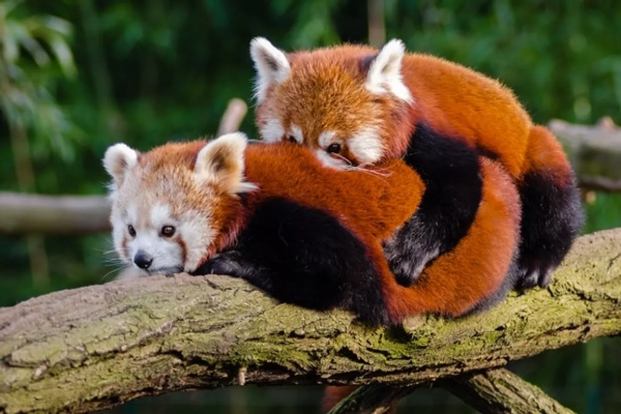 Međunarodni dan crvenih pandi danas u zagrebačkom ZOO-u