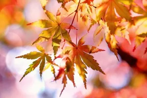 CEIZ indeks za rujan: Skroman rast BDP-a u trećem tromjesečju