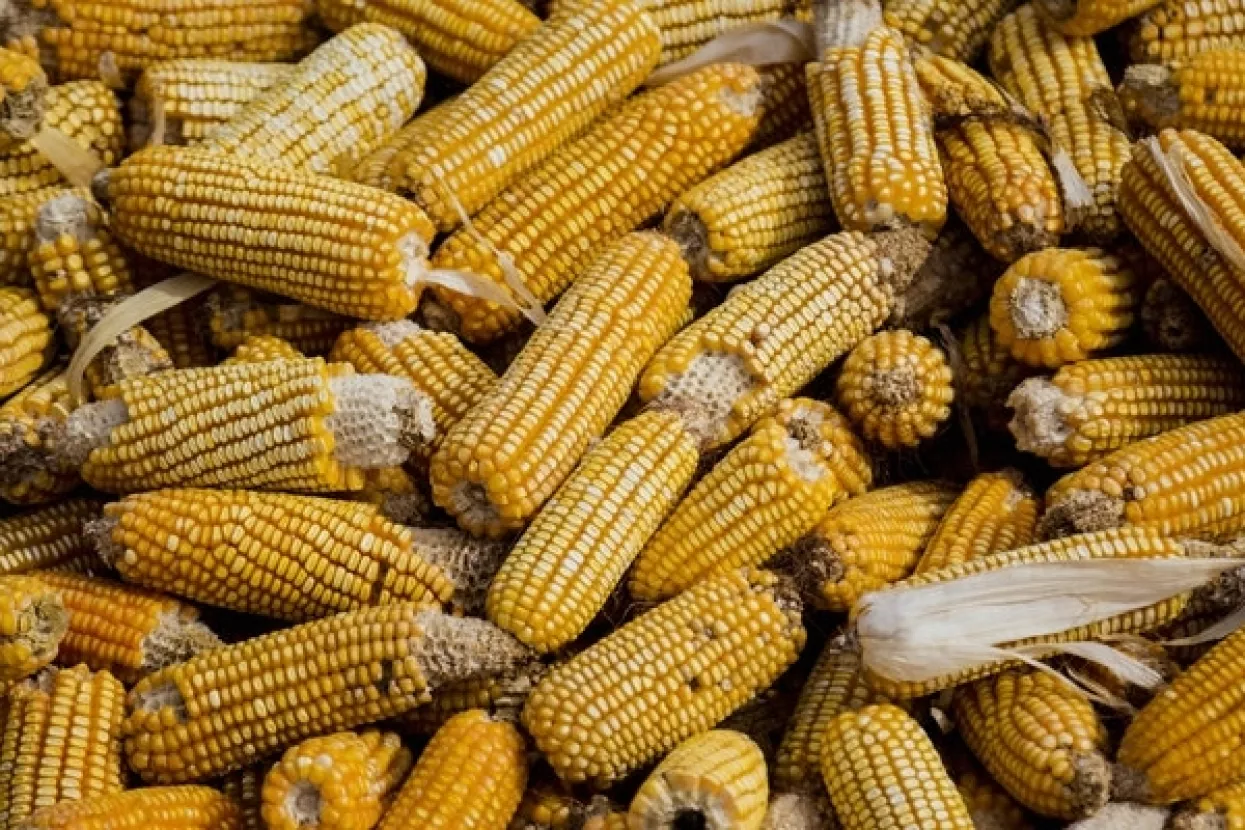 Velike zalihe kukuruza, sojinog zrna i pšenice