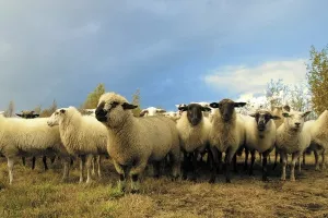 Za uzgoj goveda, koza, ovaca i peradi dostupno 24 milijuna kuna potpora