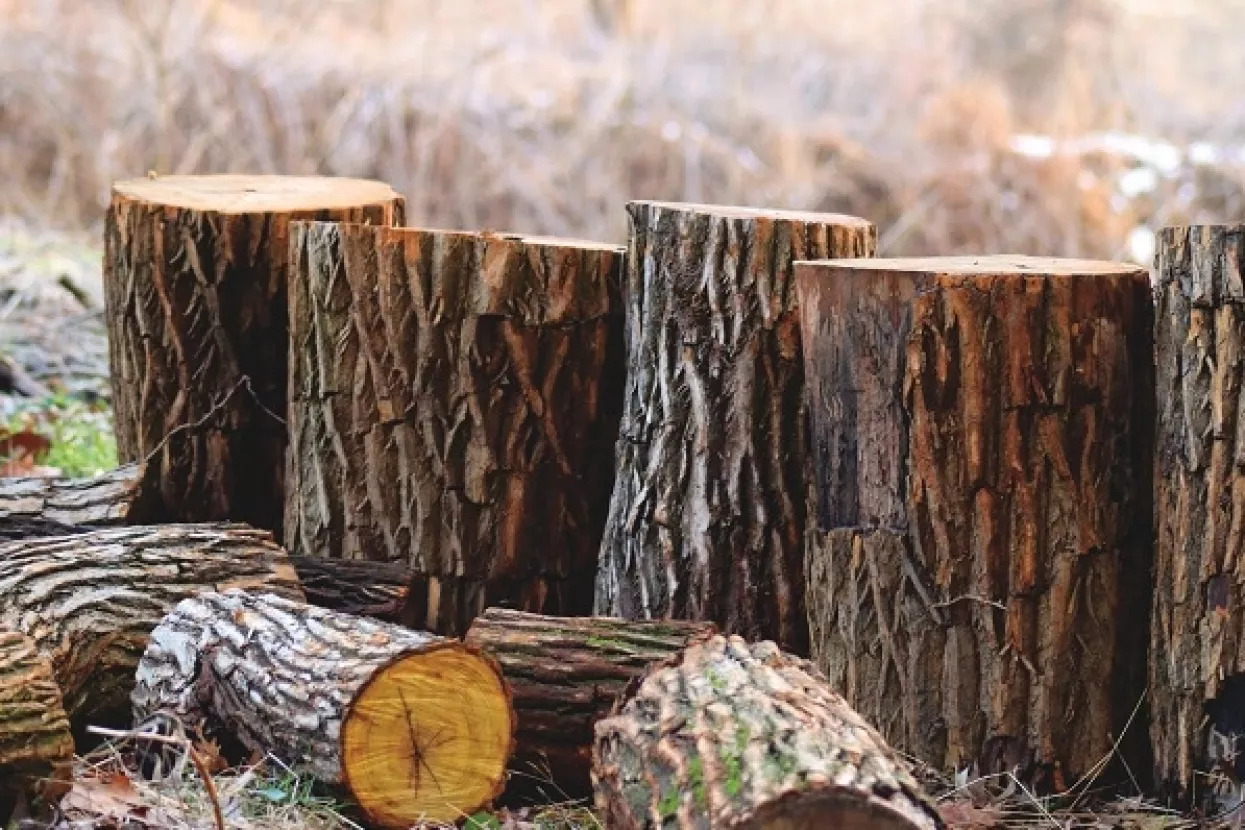 Objavljeni javni pozivi za prodaju trupaca i prostornog drva za 2019.