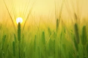 Cijene američkih žitarica padaju