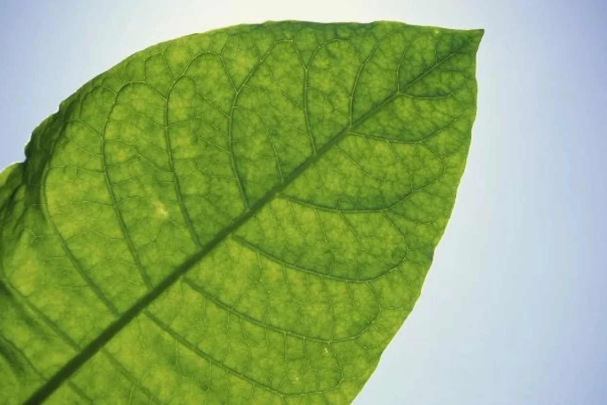 BAT nastavlja s investicijama - u proizvodnju duhana u Podravini i Slavoniji