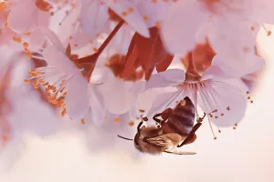 Hrvatski pčelarski savez: Domaći med u 30 tisuća staklenki isporučen školama