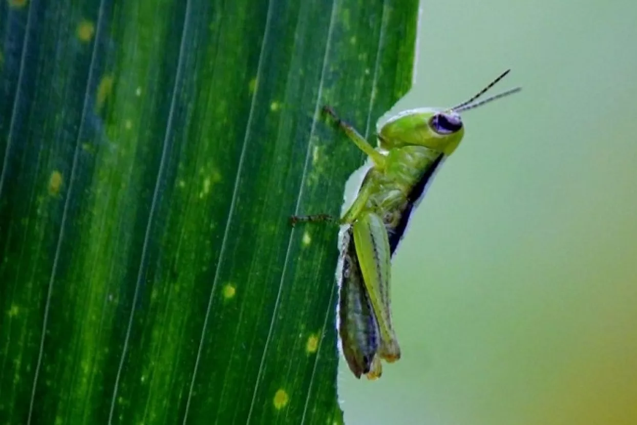 Miodrag Šajatović: Kako su skakavci pojeli godinu i pol dana bez izbora