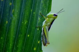 Miodrag Šajatović: Kako su skakavci pojeli godinu i pol dana bez izbora