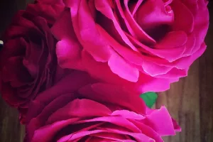 Tužno Valentinovo: Biznis s ružama najisplativiji za uvoznike