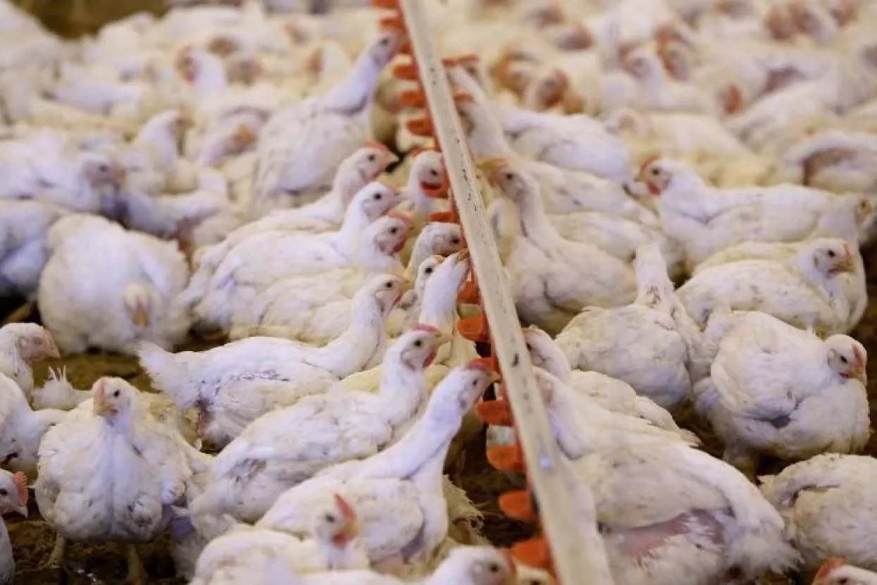 Preuzimanjem Perutnine Ptuj ukrajinski proizvođač agresivnije kreće i na hrvatsko tržište