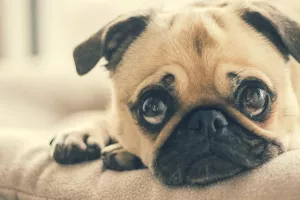 Obitelji u dugu zaplijenili vrijednu imovinu - psa i prodali ga na eBayu