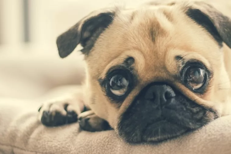 Obitelji u dugu zaplijenili vrijednu imovinu - psa i prodali ga na eBayu