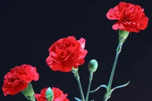 Praznik rada: Inicijativa '67 je previše' prva čije će financiranje nadzirati DIP