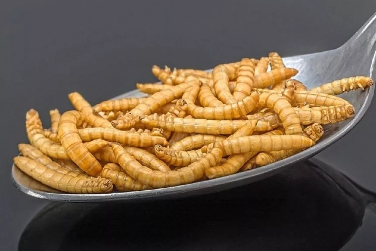 Rje&scaron;enja za spa&scaron;avanje svijeta: Bioekonomija nas želi nahraniti kukcima i bakterijama